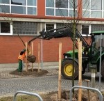 terminic Ein Baum für bremen