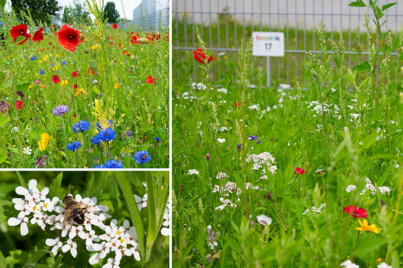 Die Wildbienenwiese bei der terminic GmbH steht in voller Blüte mit Mohnblumen, Kornblumen und einer Wildbiene auf einer Blüte