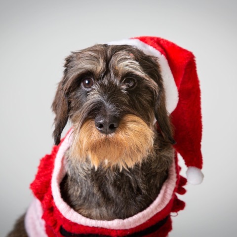Office dog Watson 